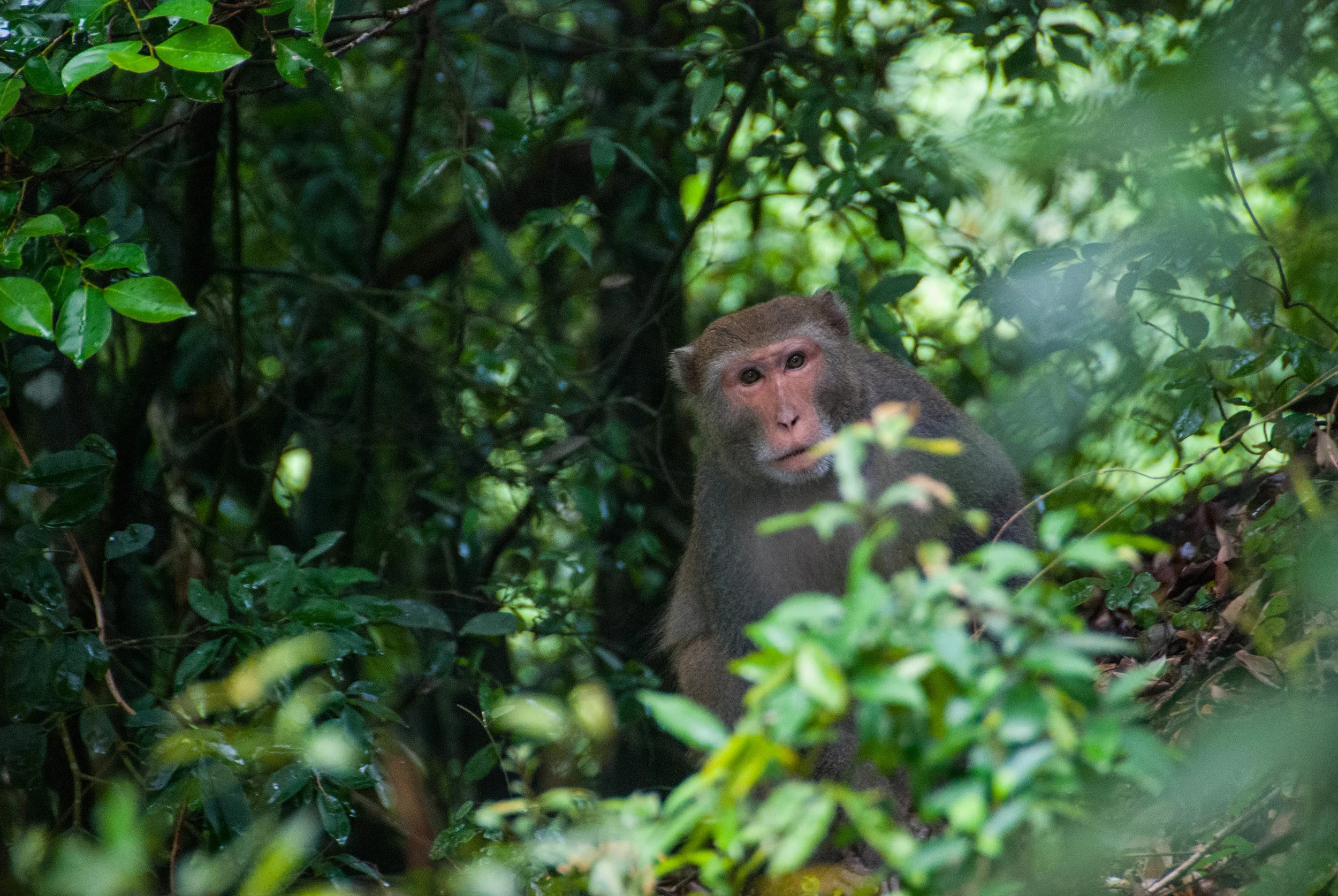Formosan Rock Macaque
