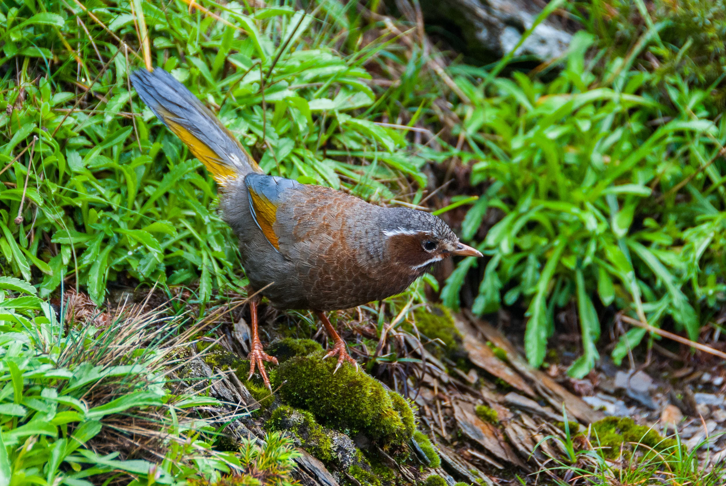 White Whiskered Laughingthrush