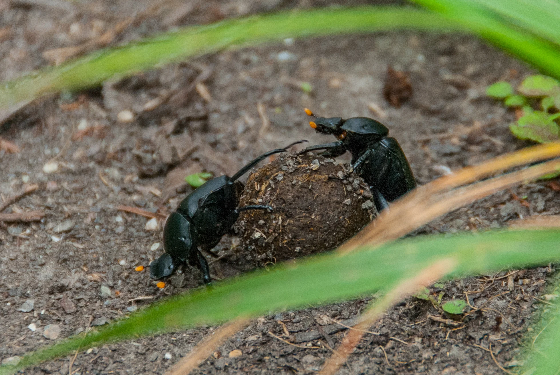 Dung Beetles