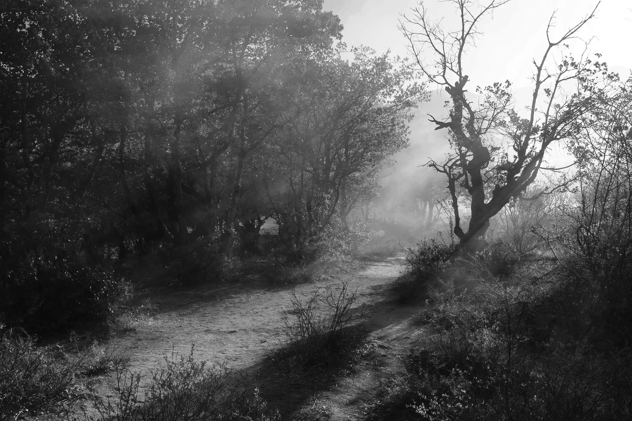 Smoke from burnt offerings drifting through the forest in the morning at Baishuitai.
