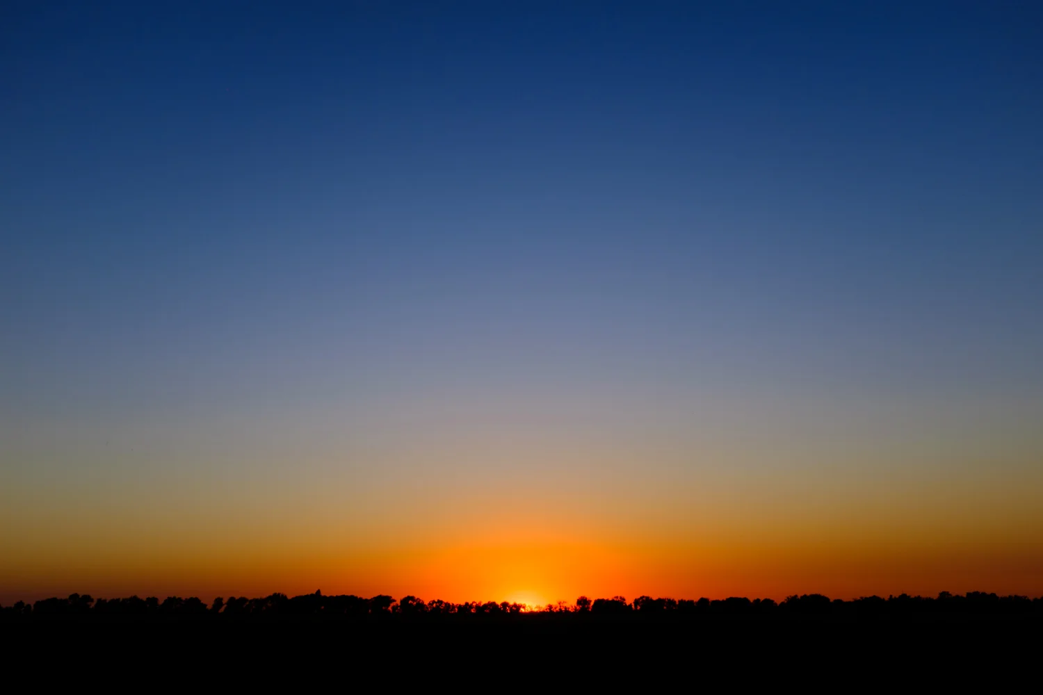 Sunset on the wheat field