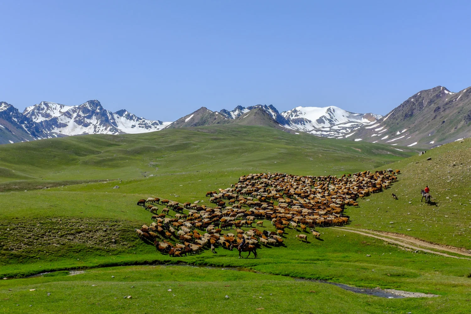 Kyrgyz shepherds and their flock of sheep