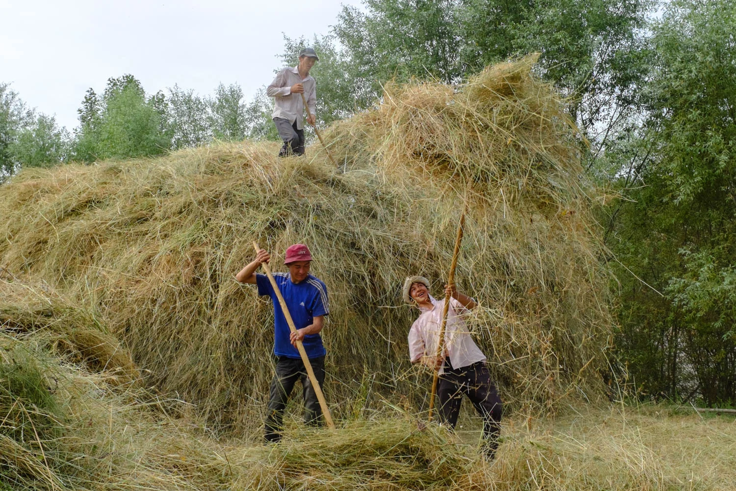 Kyrgyz farmers making hay