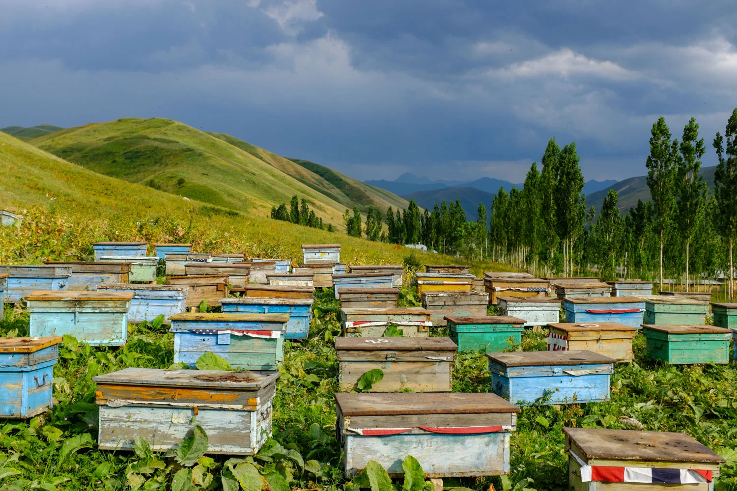 Bee hives with American flags stuffed in them