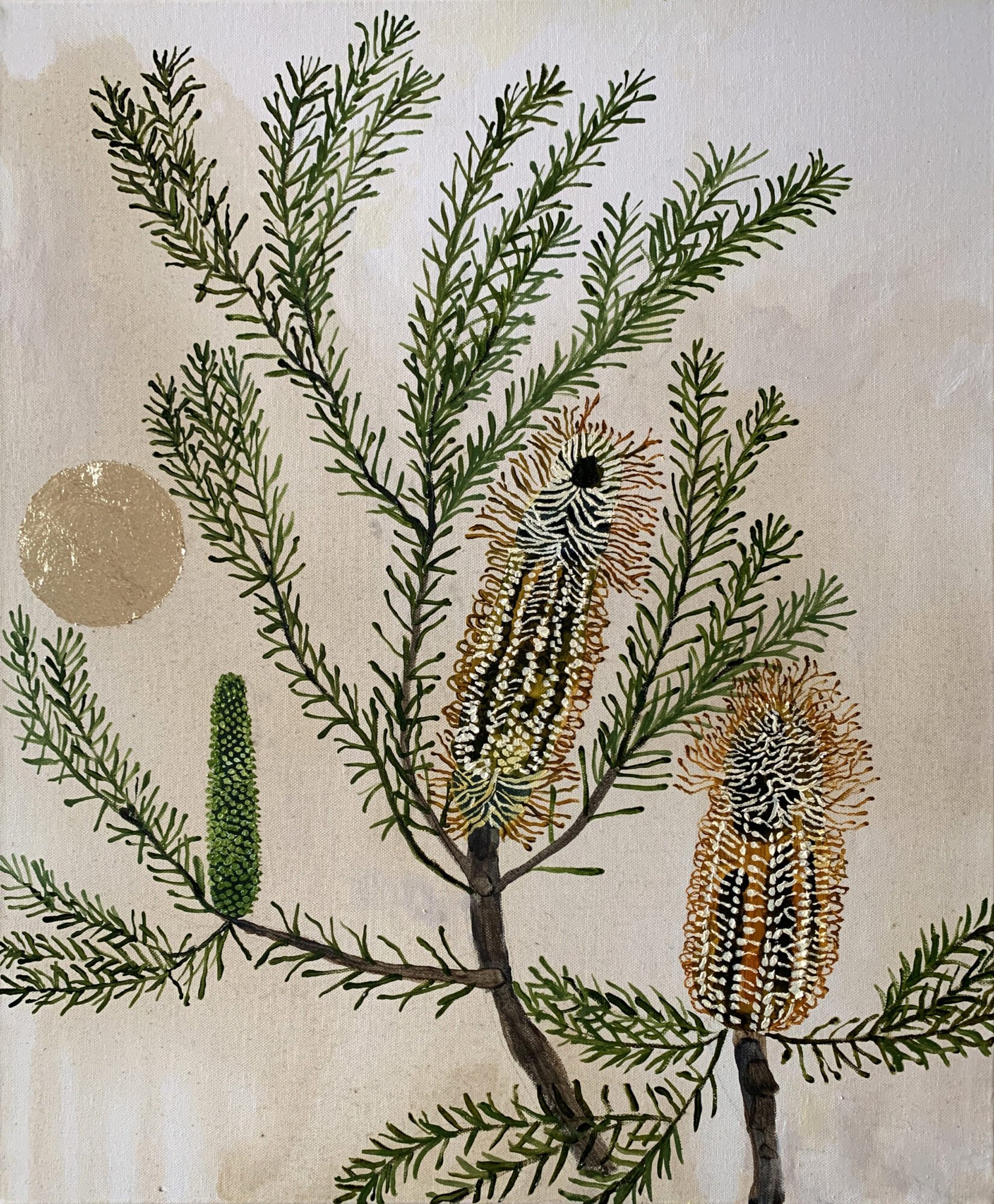 Banksia_Ericifolia.jpeg