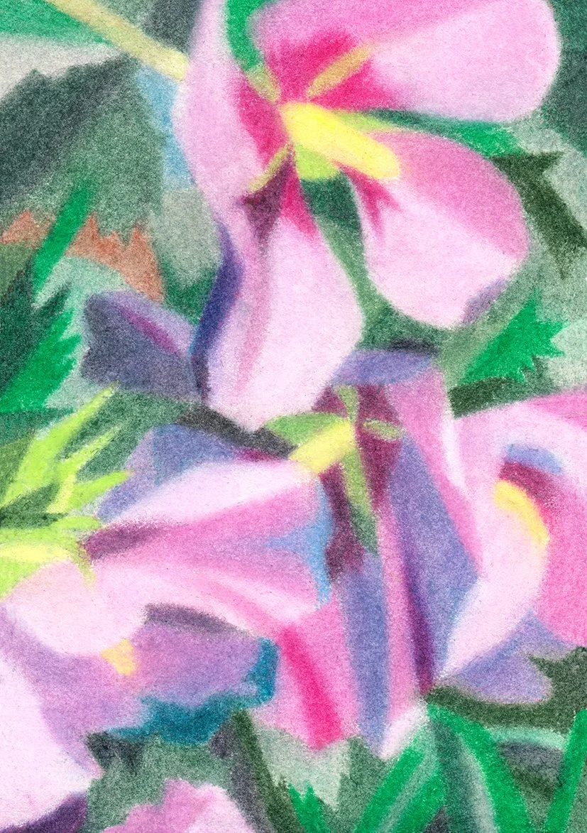 Hibiscus