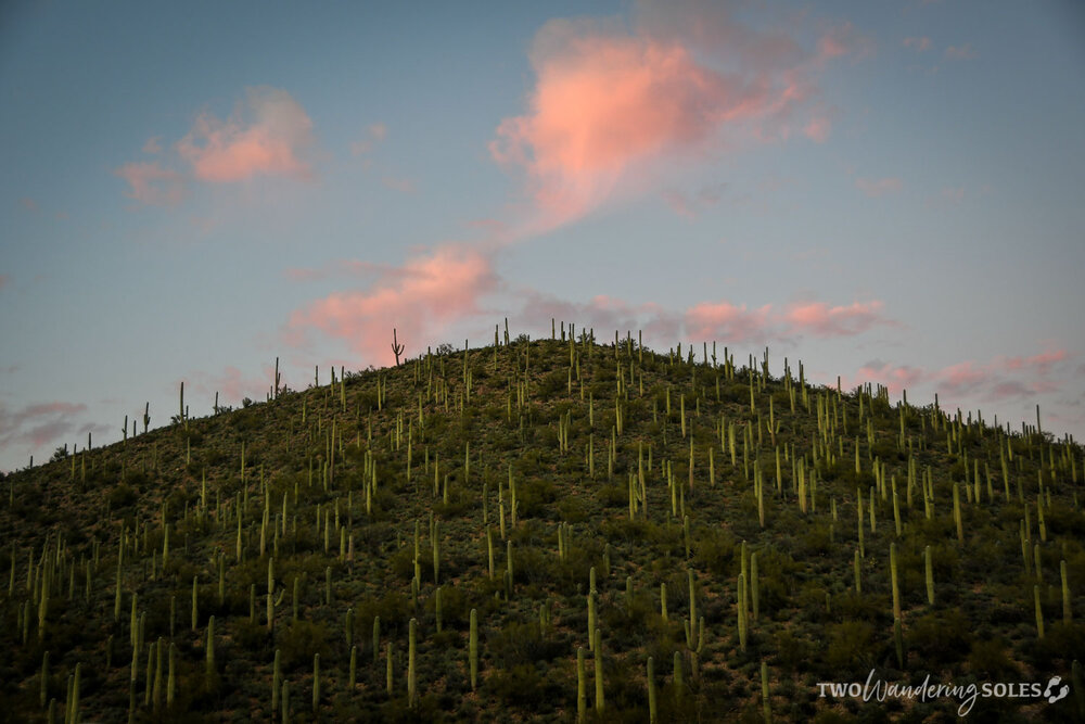 Things to do in Tucson Saguaro Cacti