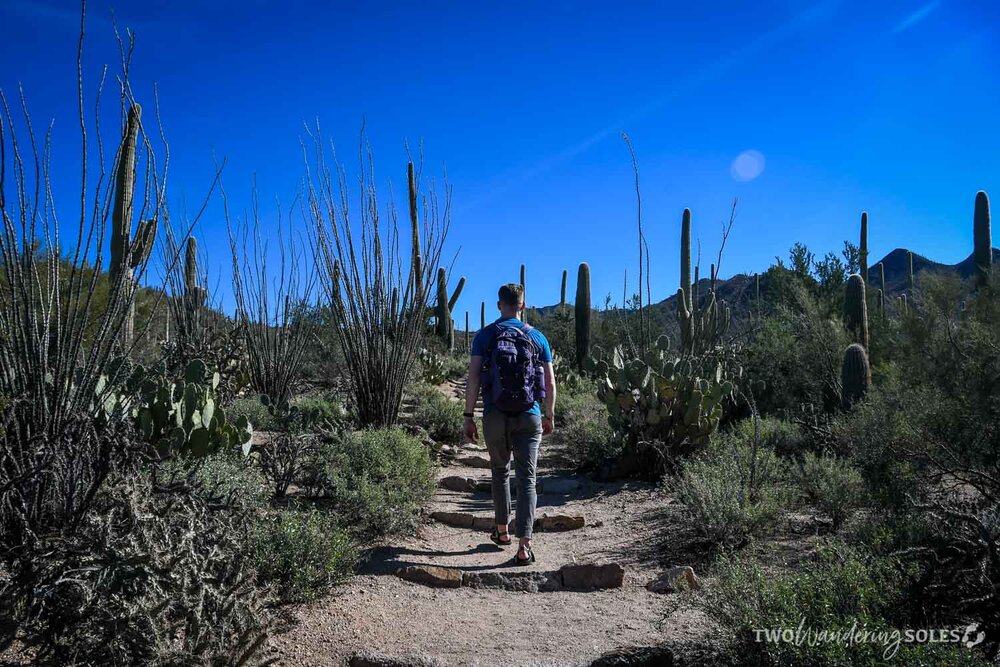 Things to do in Tucson Saguaro National Park