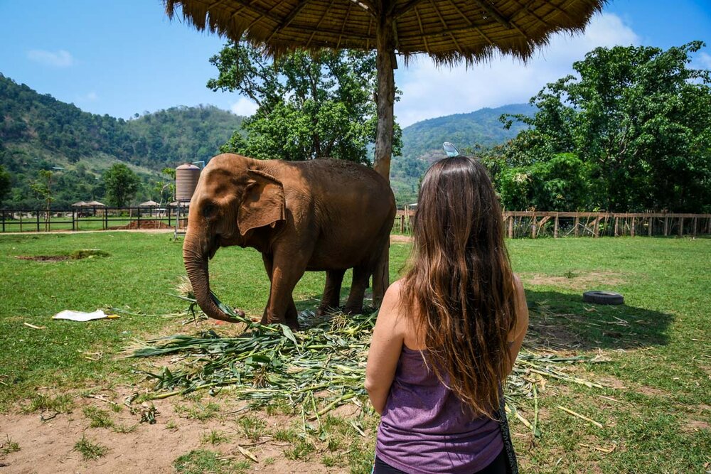 Things to do in Chiang Mai Elephant Nature Park