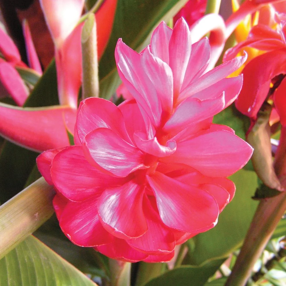 half-west-flower.jpg