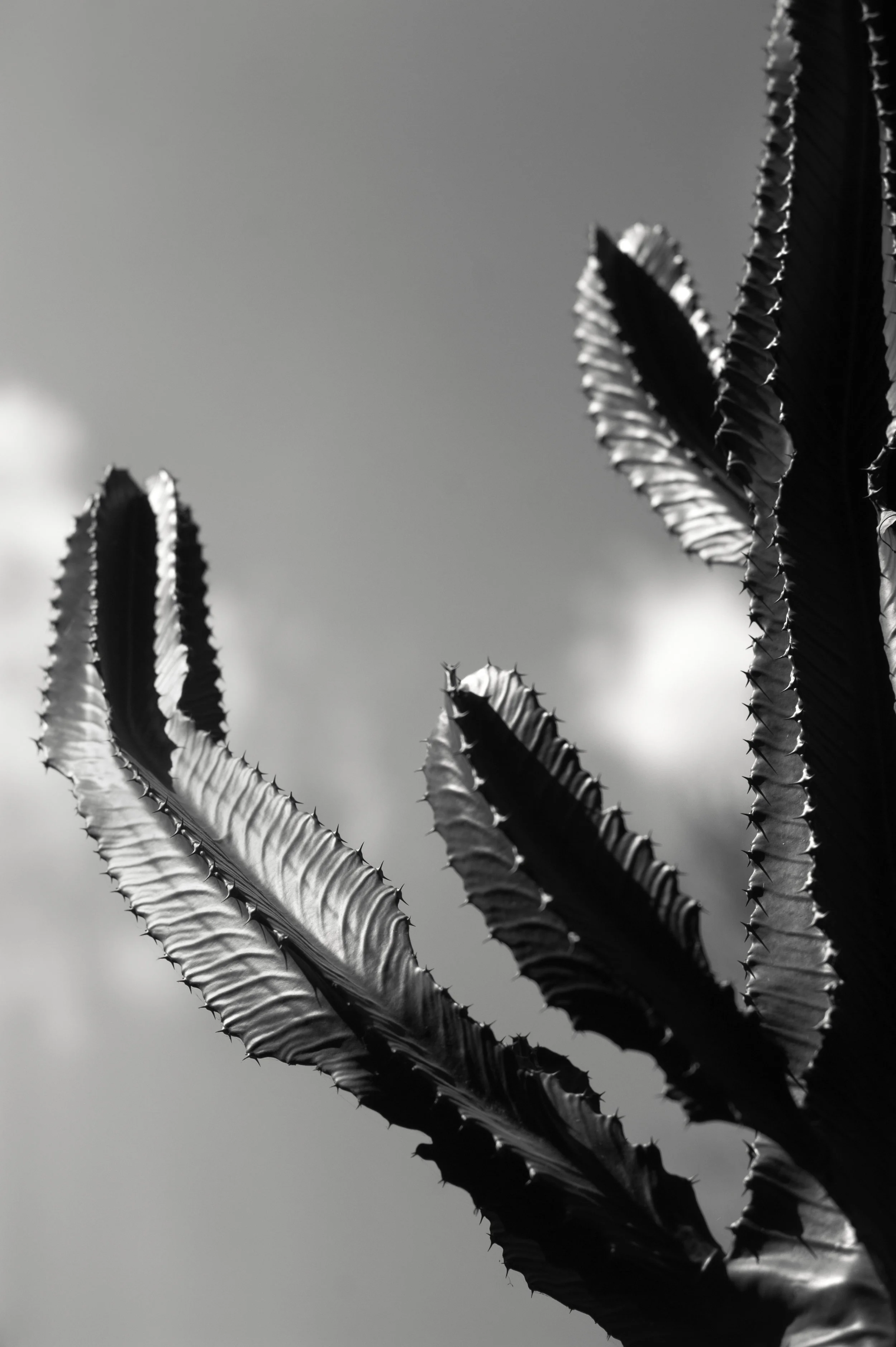 JEC_5296-Edit-Edit-2.jpg