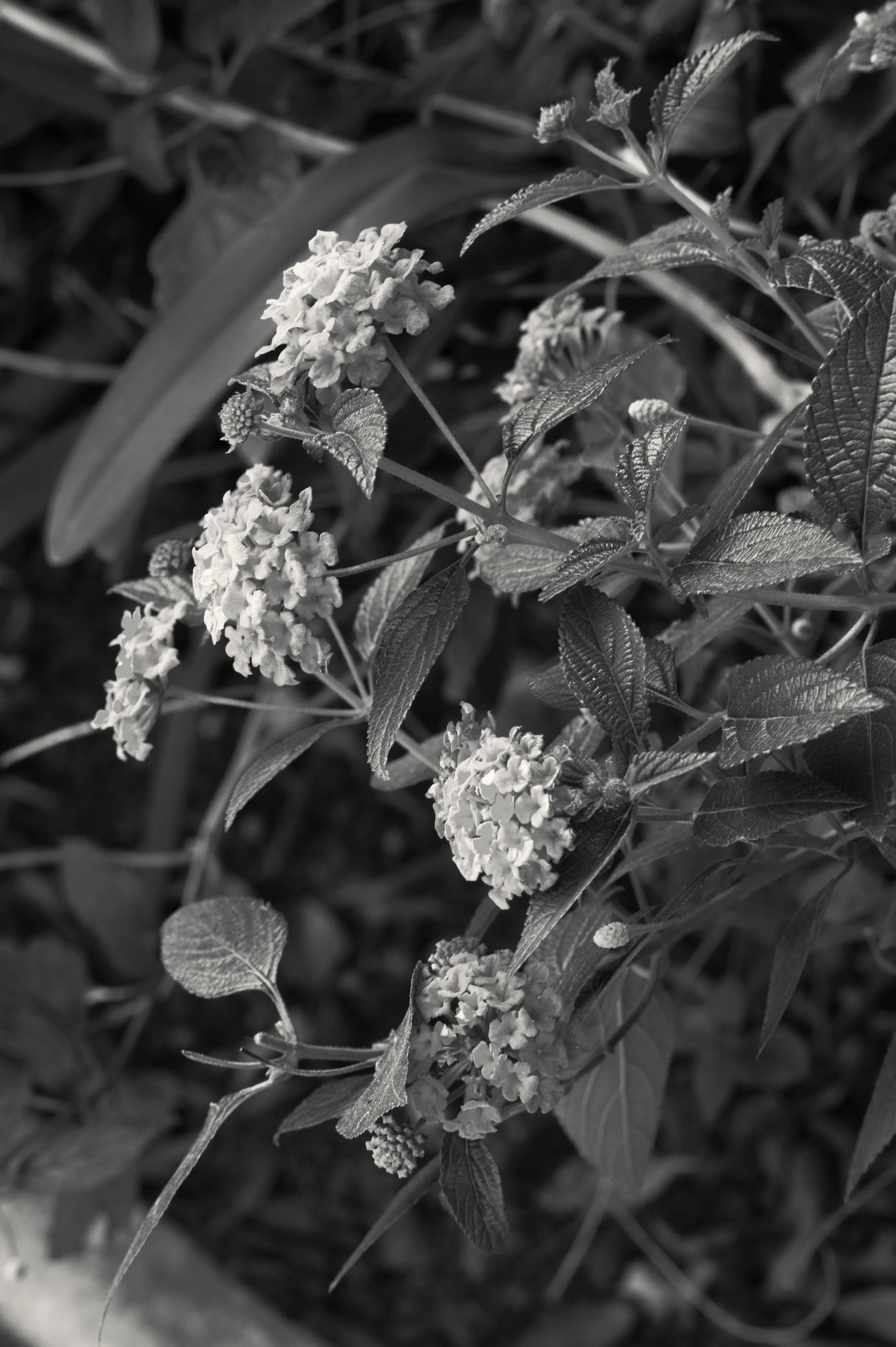 JEC_5361-Edit.jpg