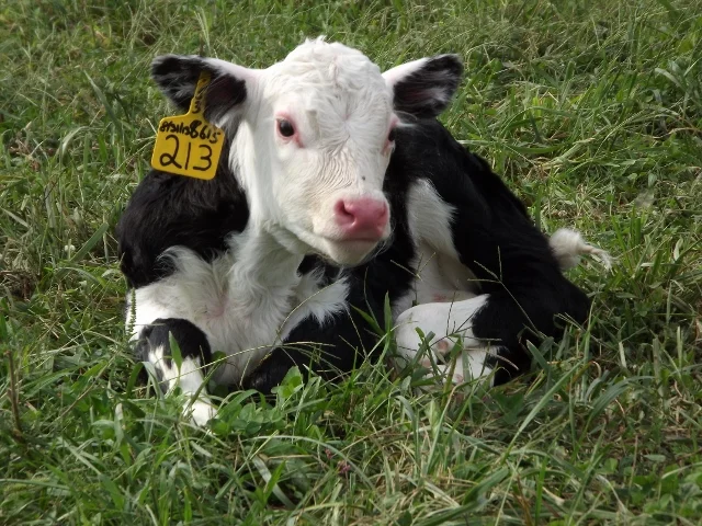 New born Black Hereford