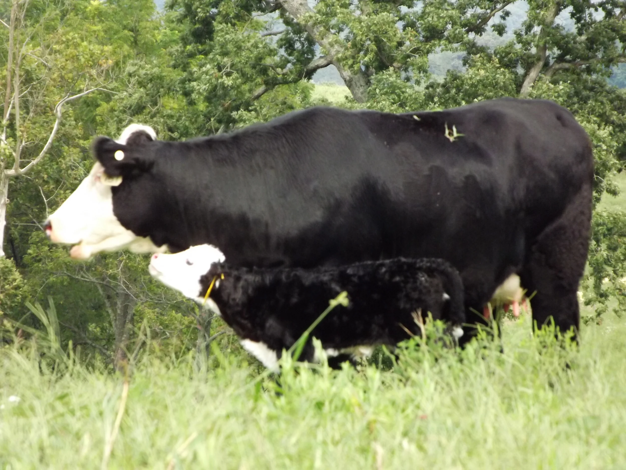 Fall Black Hereford and new born