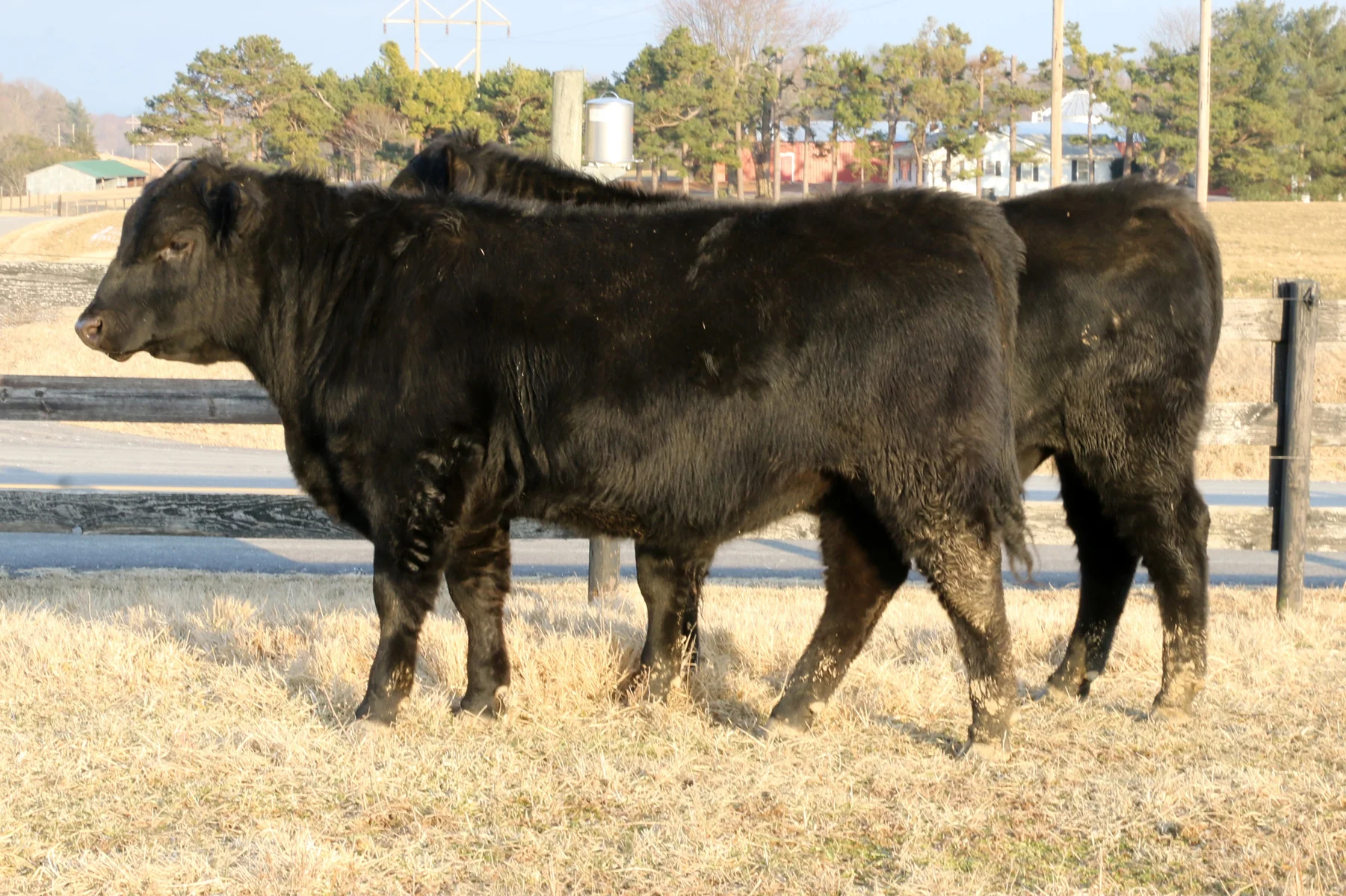 Nutritional Input Registered Black Herefords and Registered Black