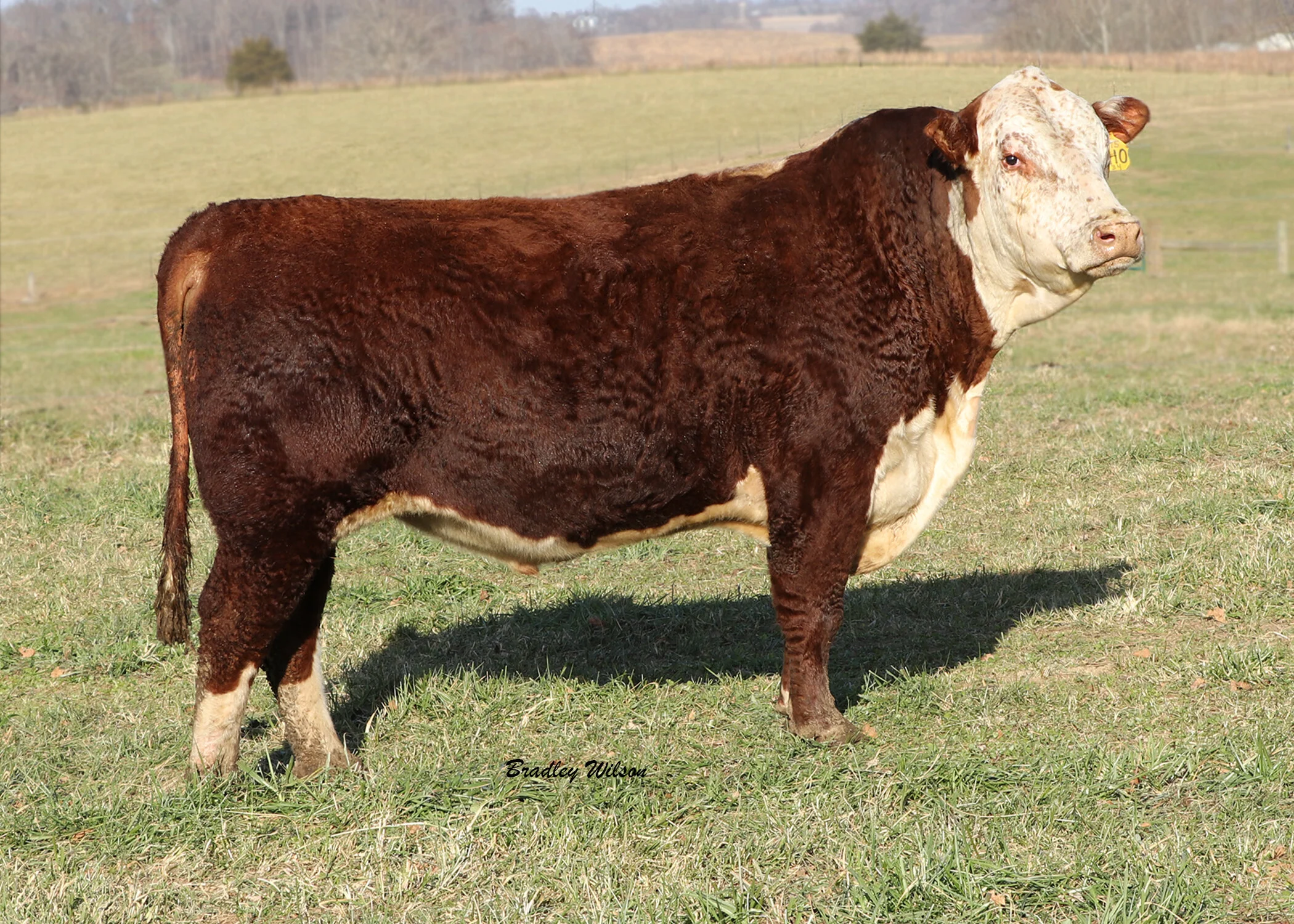 2023 Sale Information — Triple T Farm Black Herefords & Black Angus