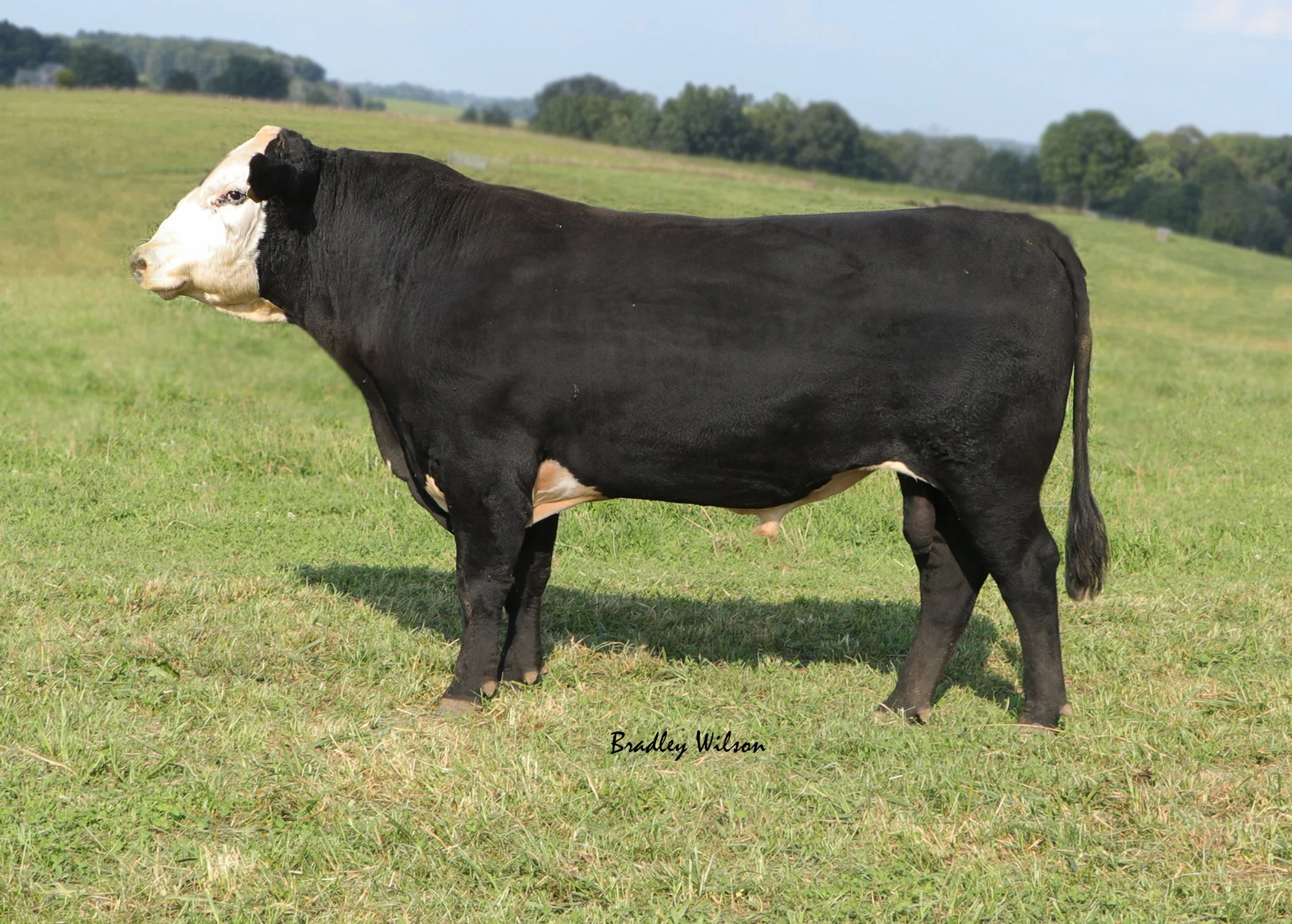2023 Sale Information — Triple T Farm Black Herefords & Black Angus