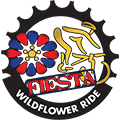 Fiesta Wildflower