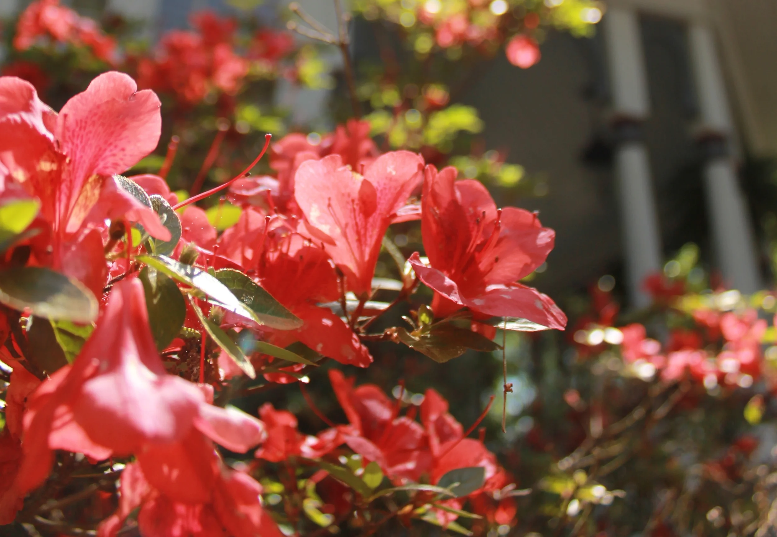   Honor Your Loved One  Amidst our peaceful gardens 