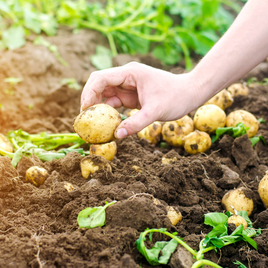 “School gardens are excellent for active learning. For students to know their surroundings, it is necessary to return to the basics, to nature, to outdoor activities where they can use their five senses.” - 