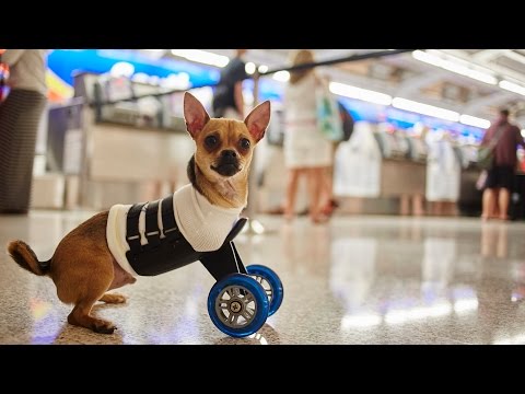 The Adventures of Southwest and TurboRoo