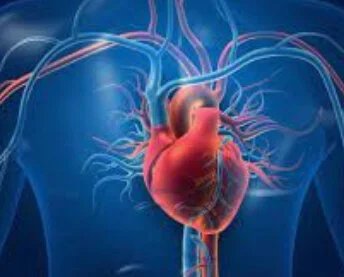 Heart pic  Biologydictionary net.jpg
