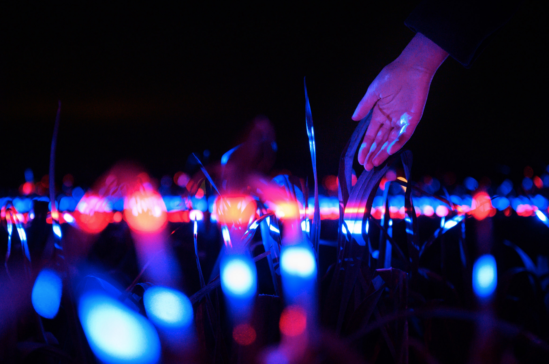 An Innovative Installation Embeds Lights into a Five-Acre Field to Spur Crop Growth