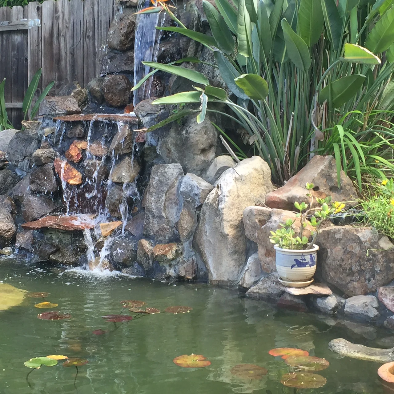 Waterfall and pond service and repair — Ximenez Fishpond Services