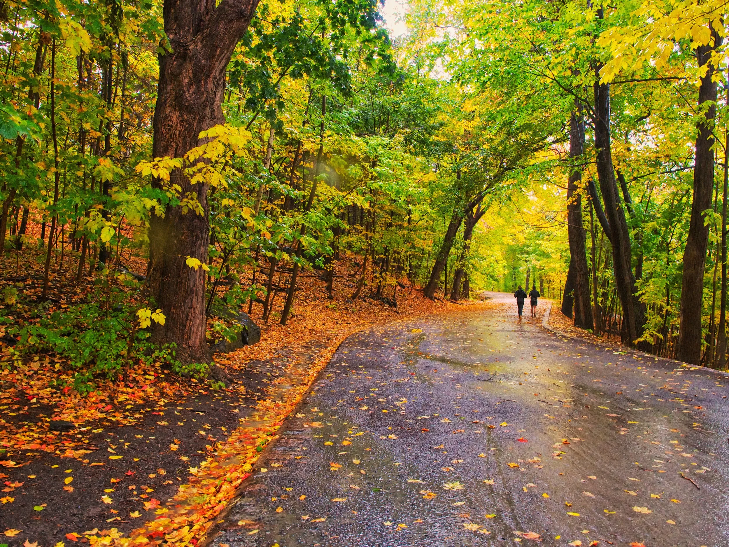 Parc du Mont-Royal à l'automne
