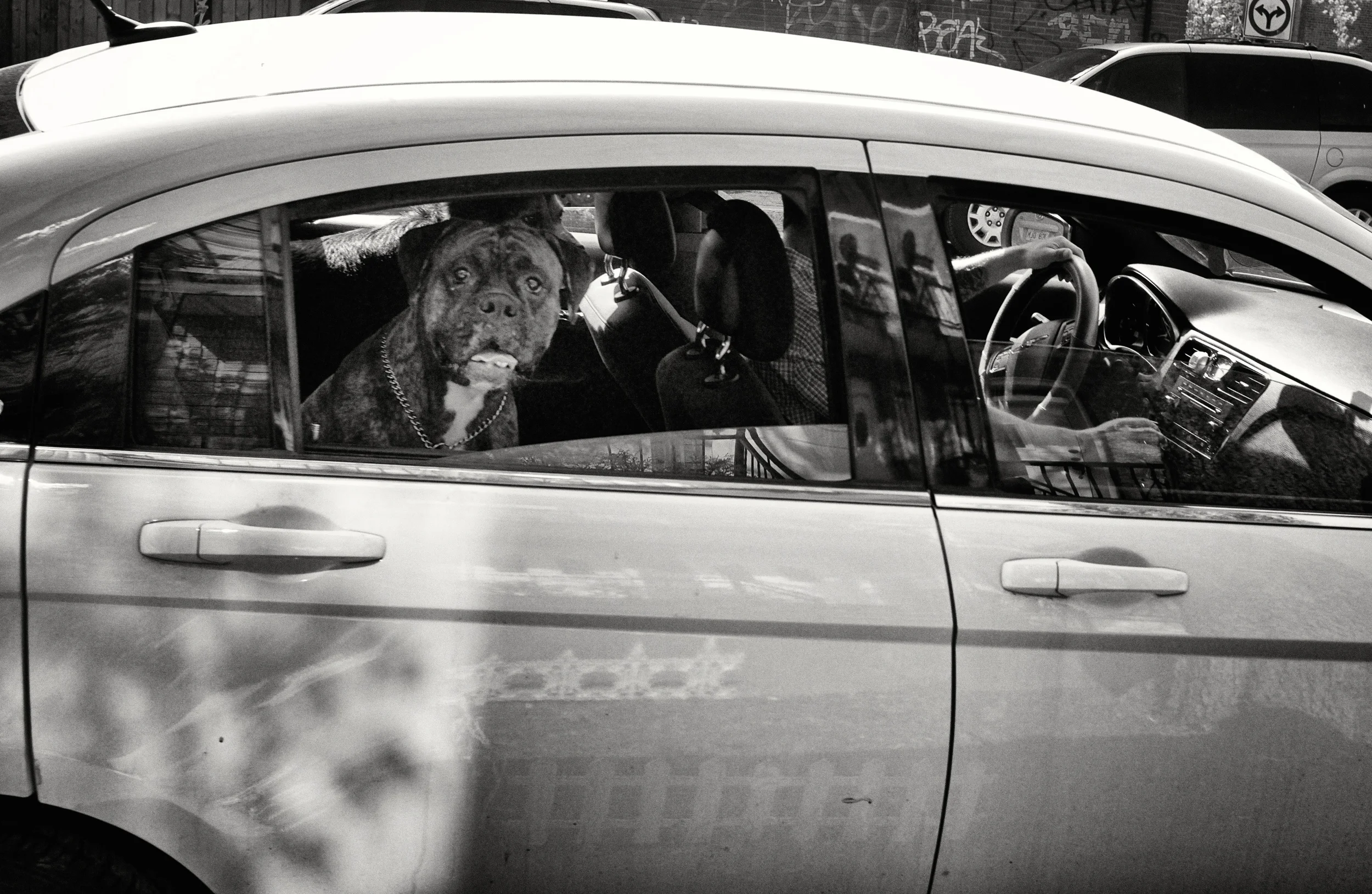 Chien et auto