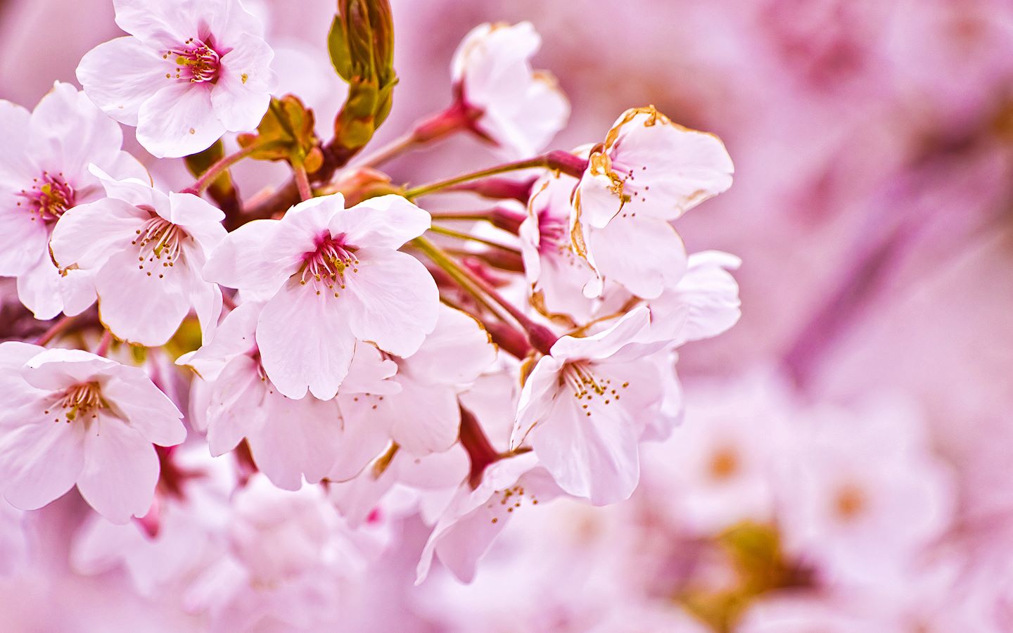 Fort Wayne Cherry Blossom Festival 2017.