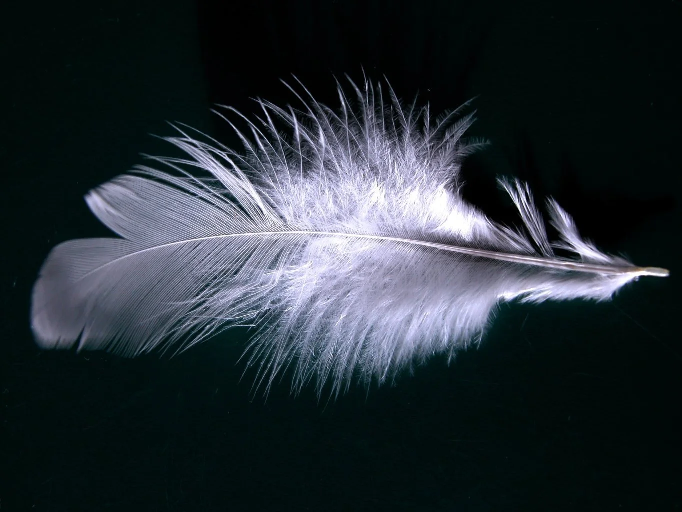 A_single_white_feather_closeup.jpg