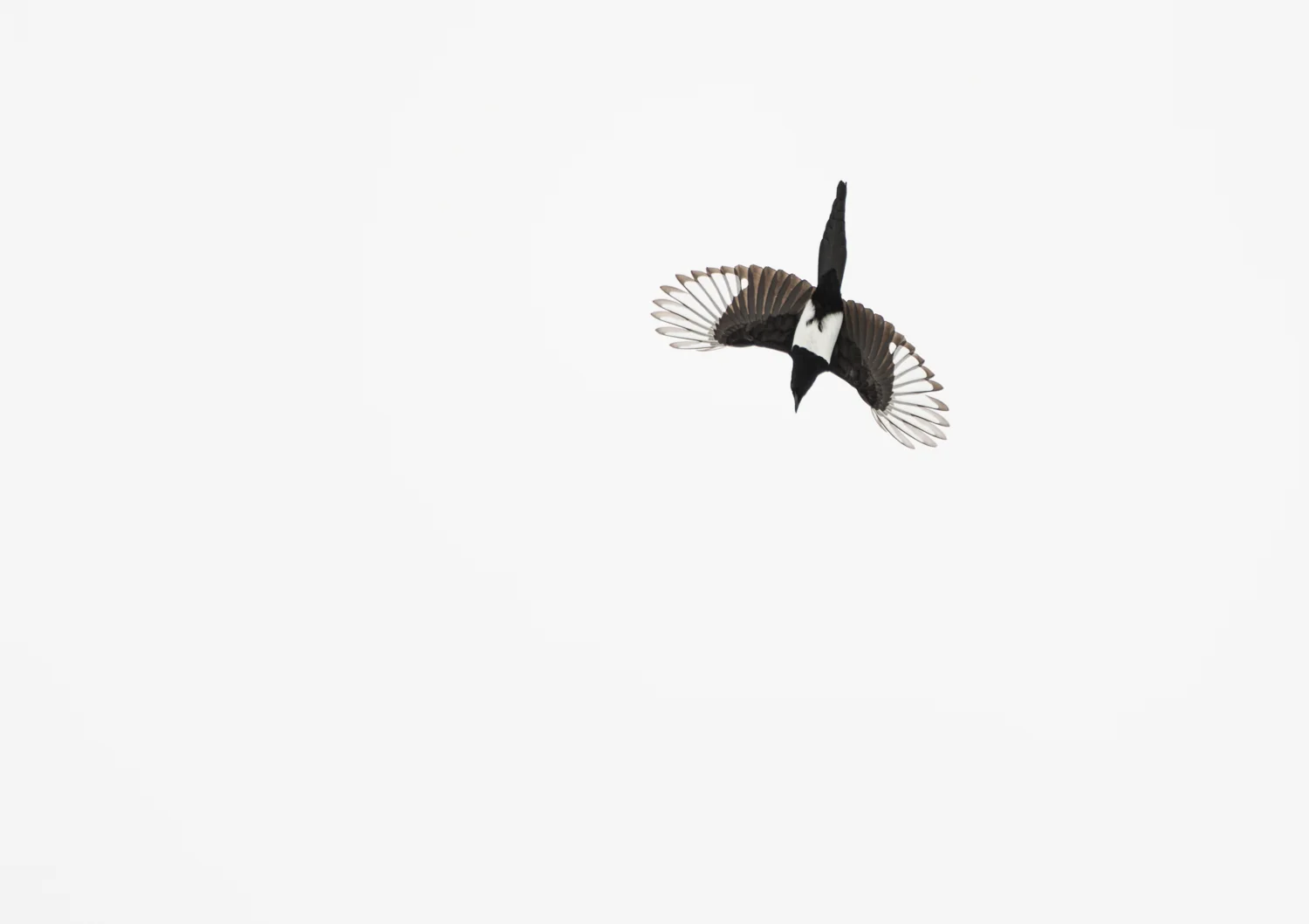 s_gnam-0756.jpg