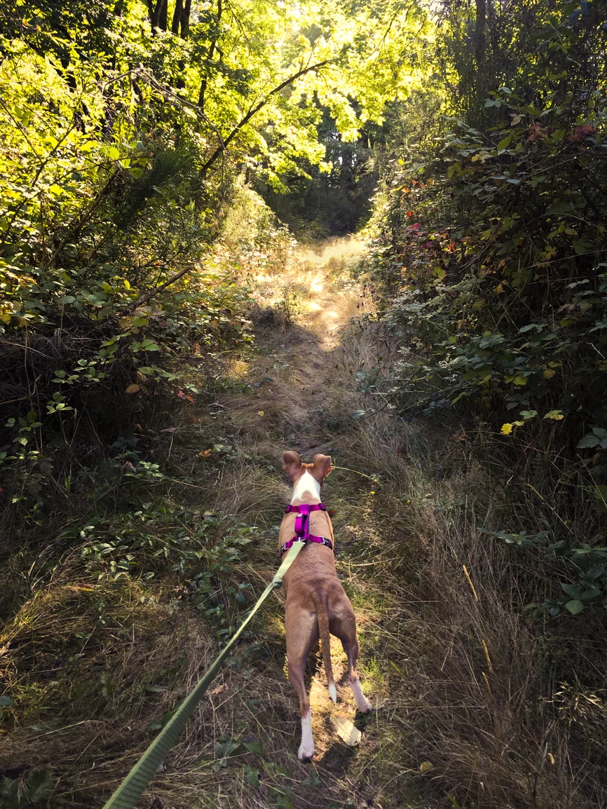 Thier little dog-Ivy was quite strong!