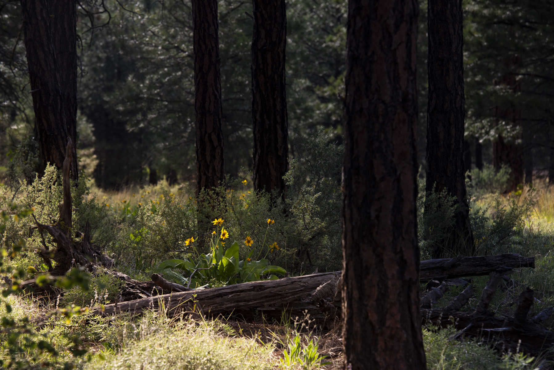 I love the light and how it peeks through the trees