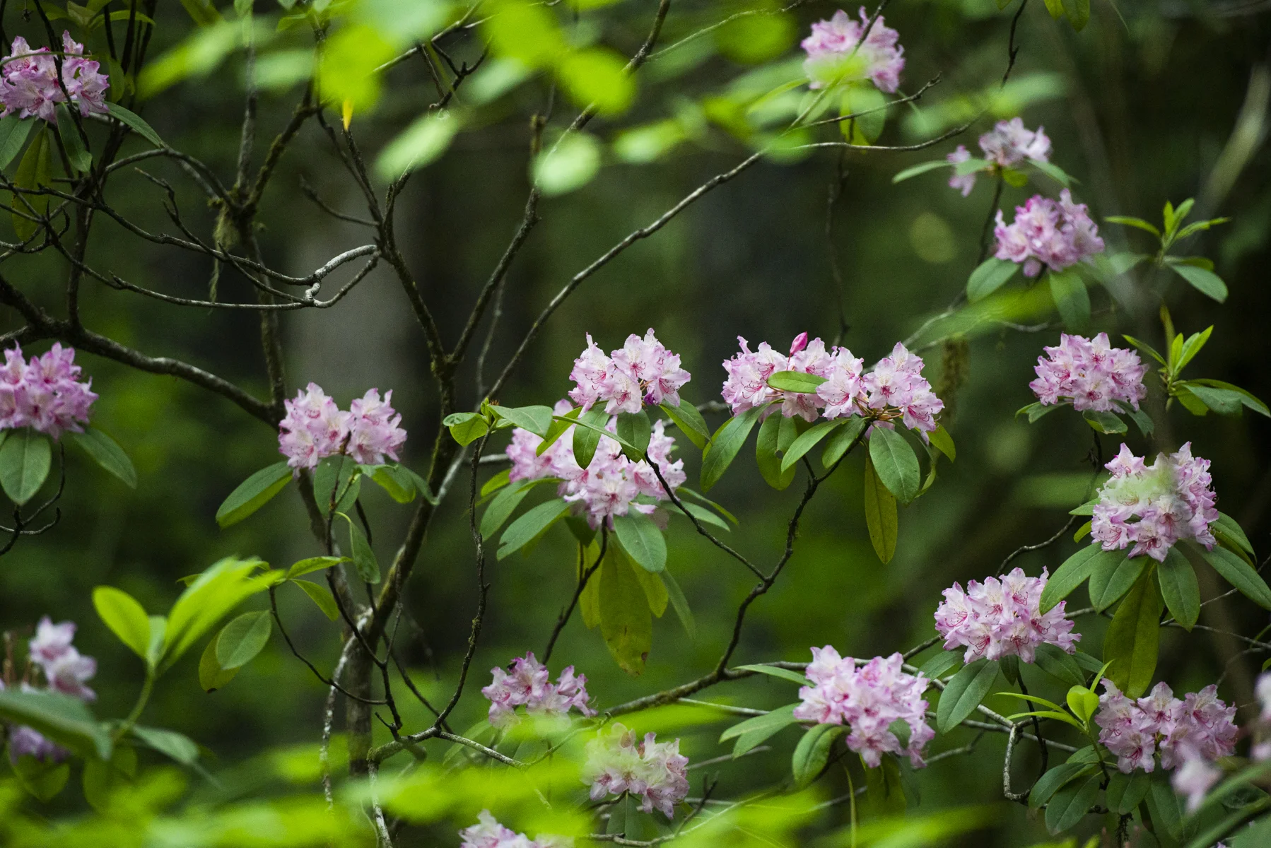 I found said dirt road by chasing these pretty flowering trees...