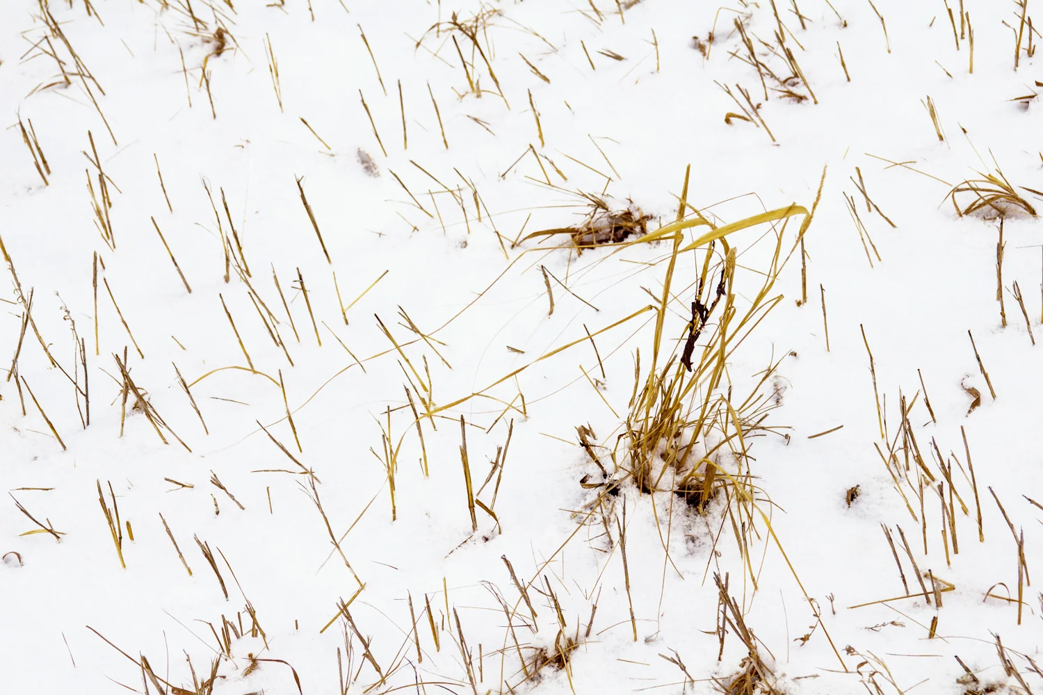 Nine Mile #62 (Copy)