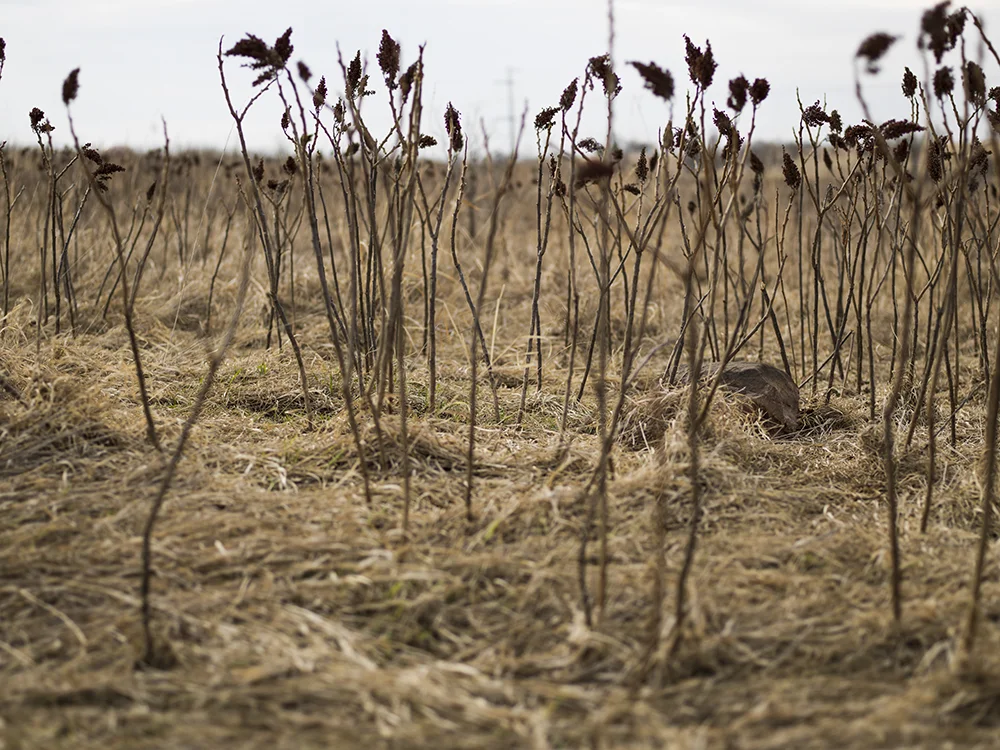 Nine Mile #13 (Copy)