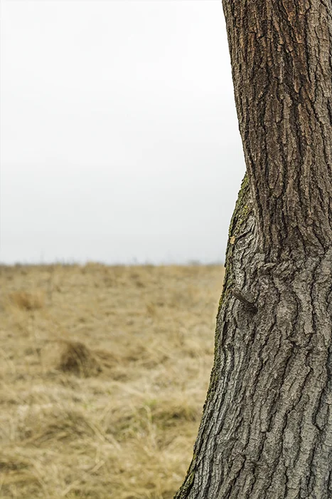 Nine Mile #30 (Copy)