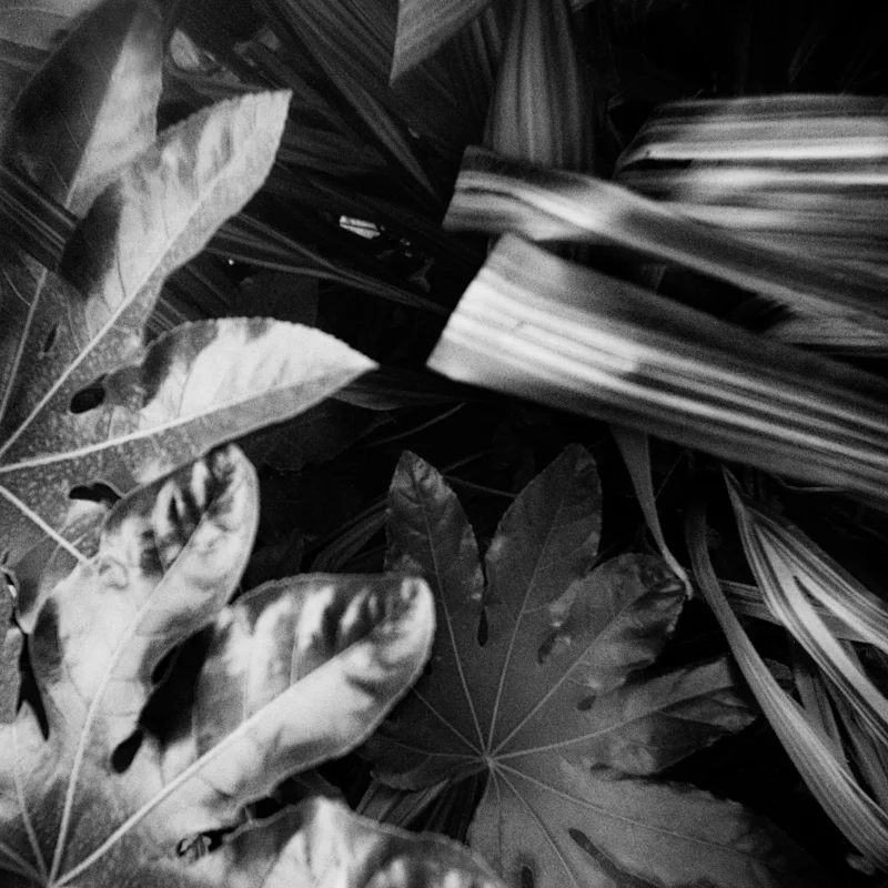 Jungle