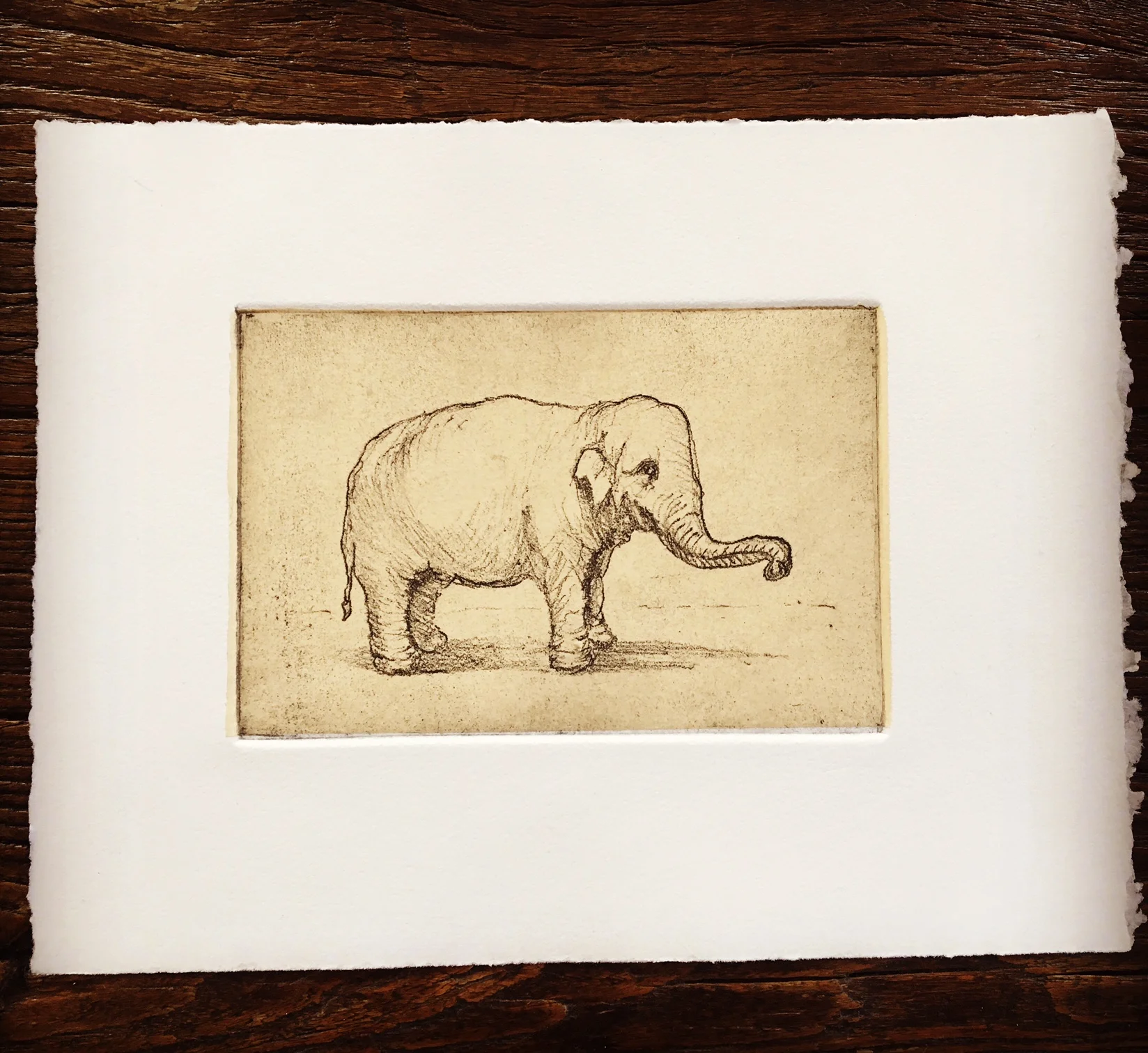 Elefanta on yetllow paper.JPG