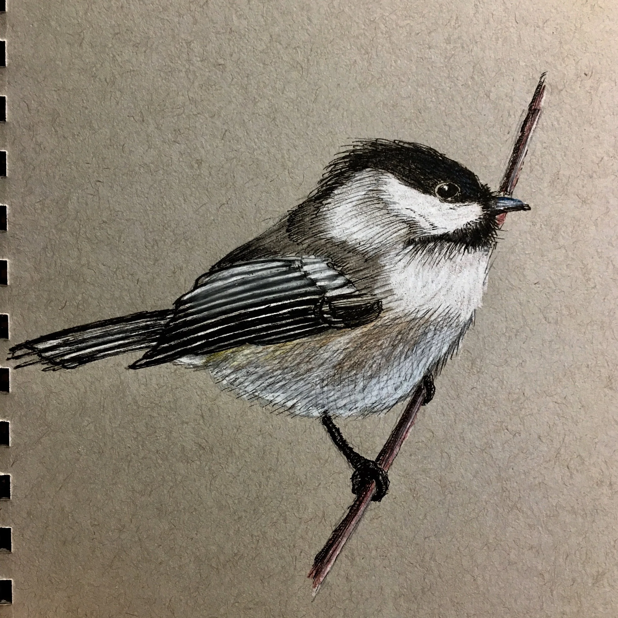 Chickadee.jpg