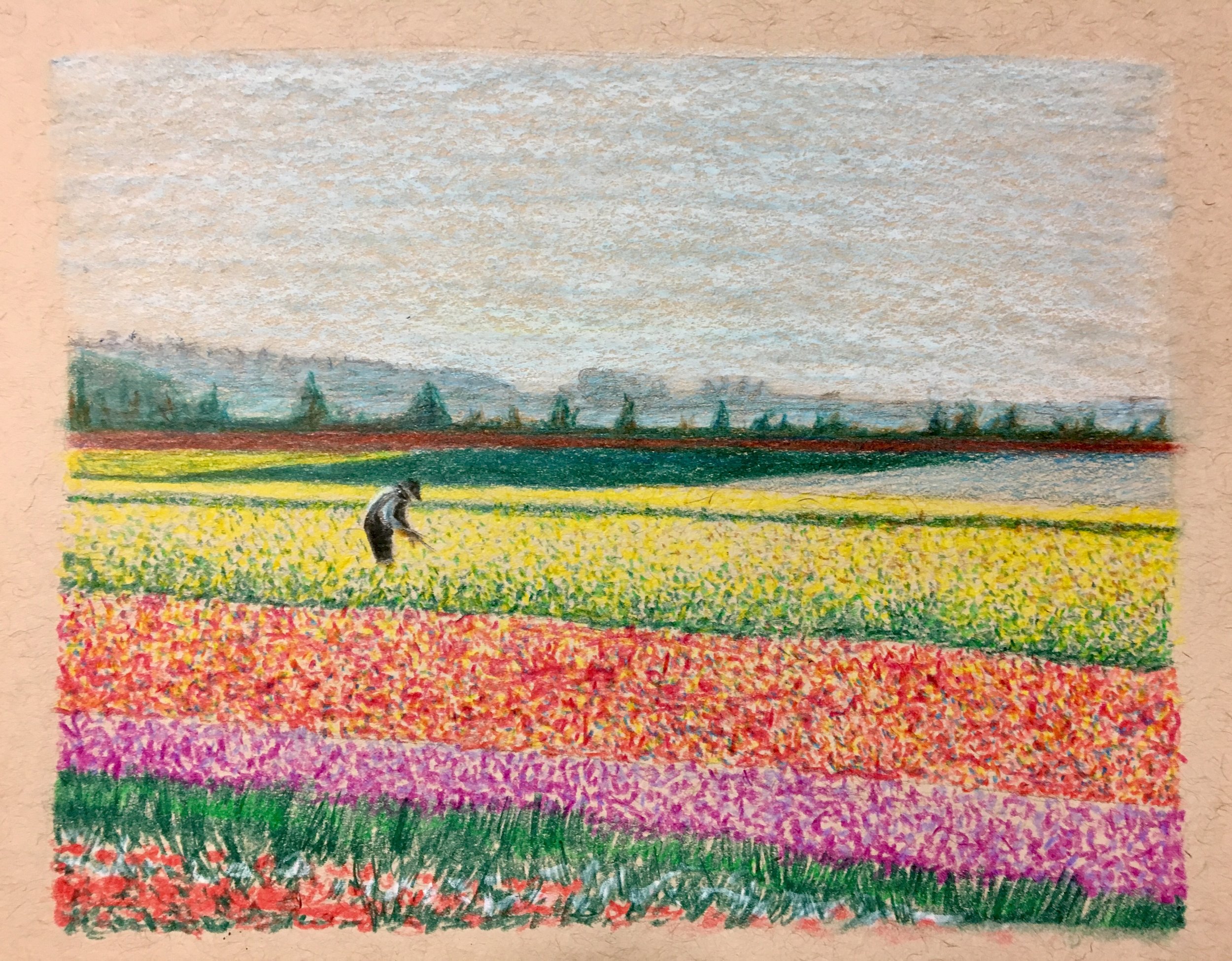 Tulip Fields 2.jpg