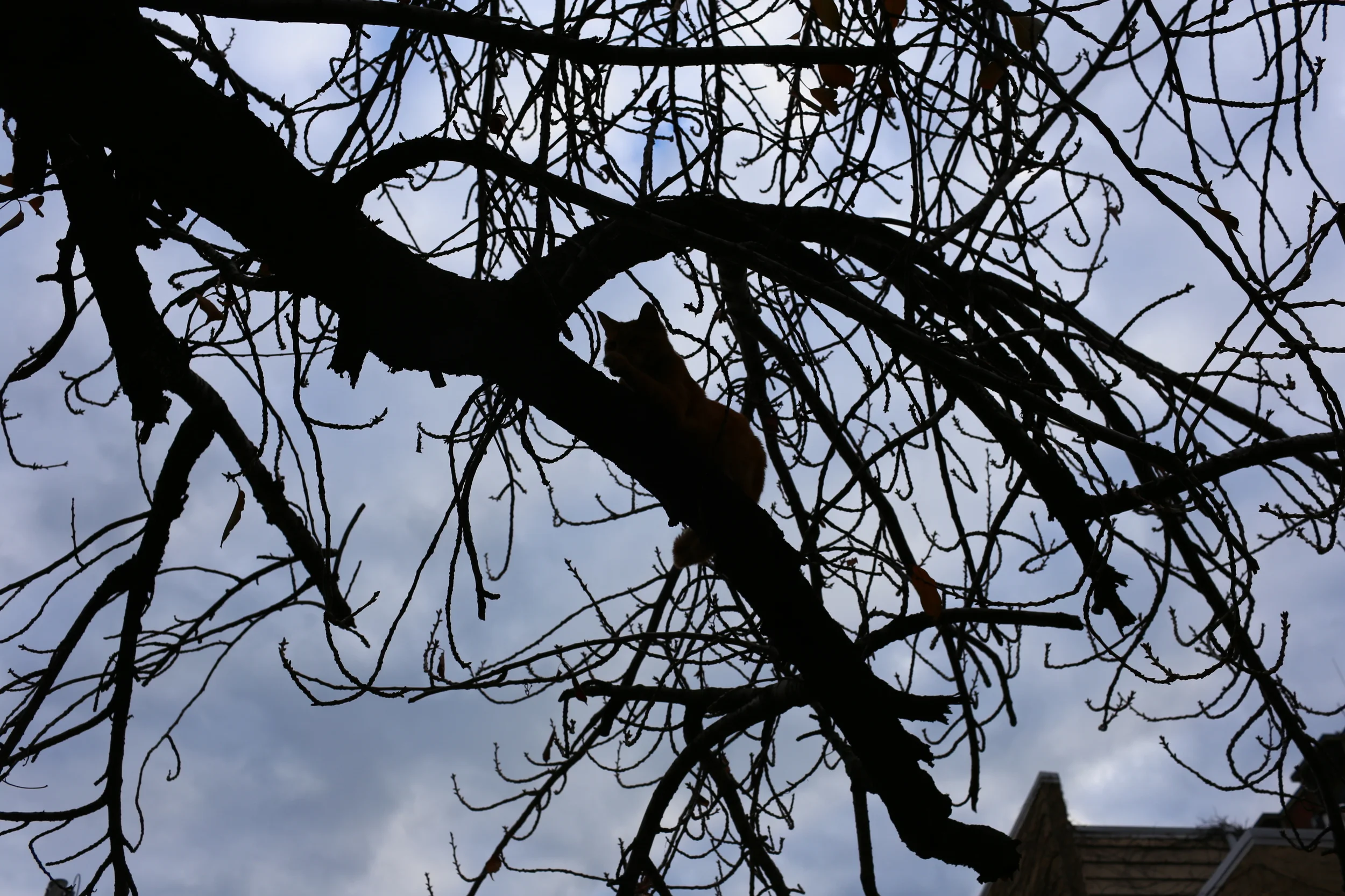 2014.11.30_North Philadelphia-WDSo129.JPG
