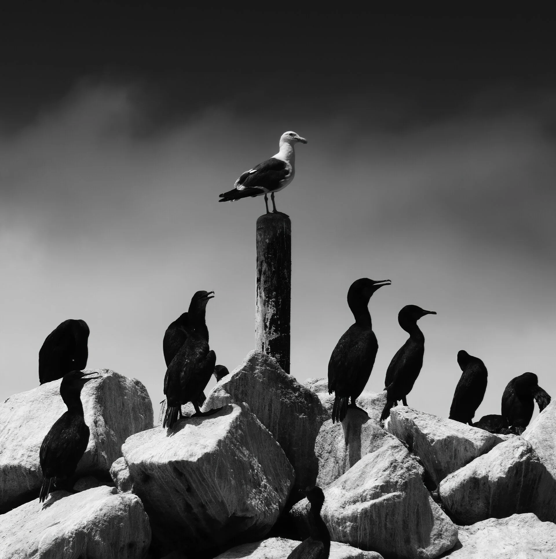 Seagull&Cormorants_PROtif.jpg