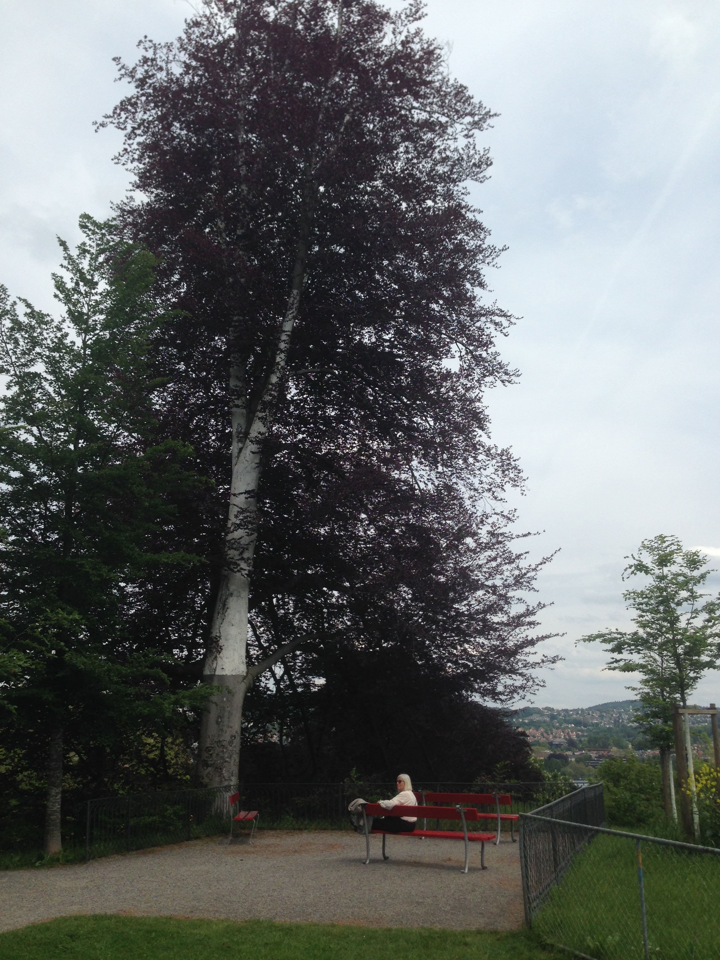 Sonnencréme für den Baum