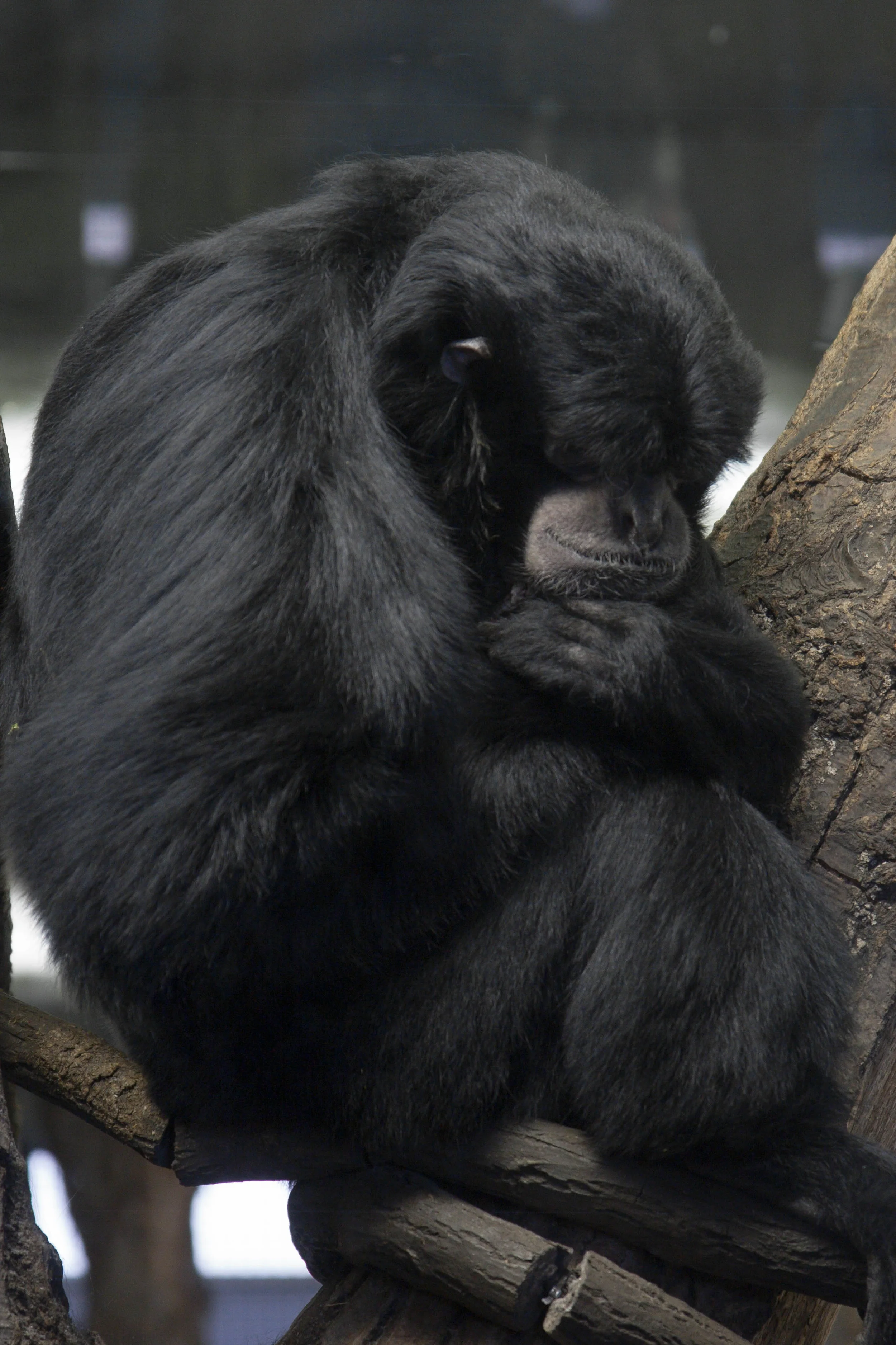 The Thinker