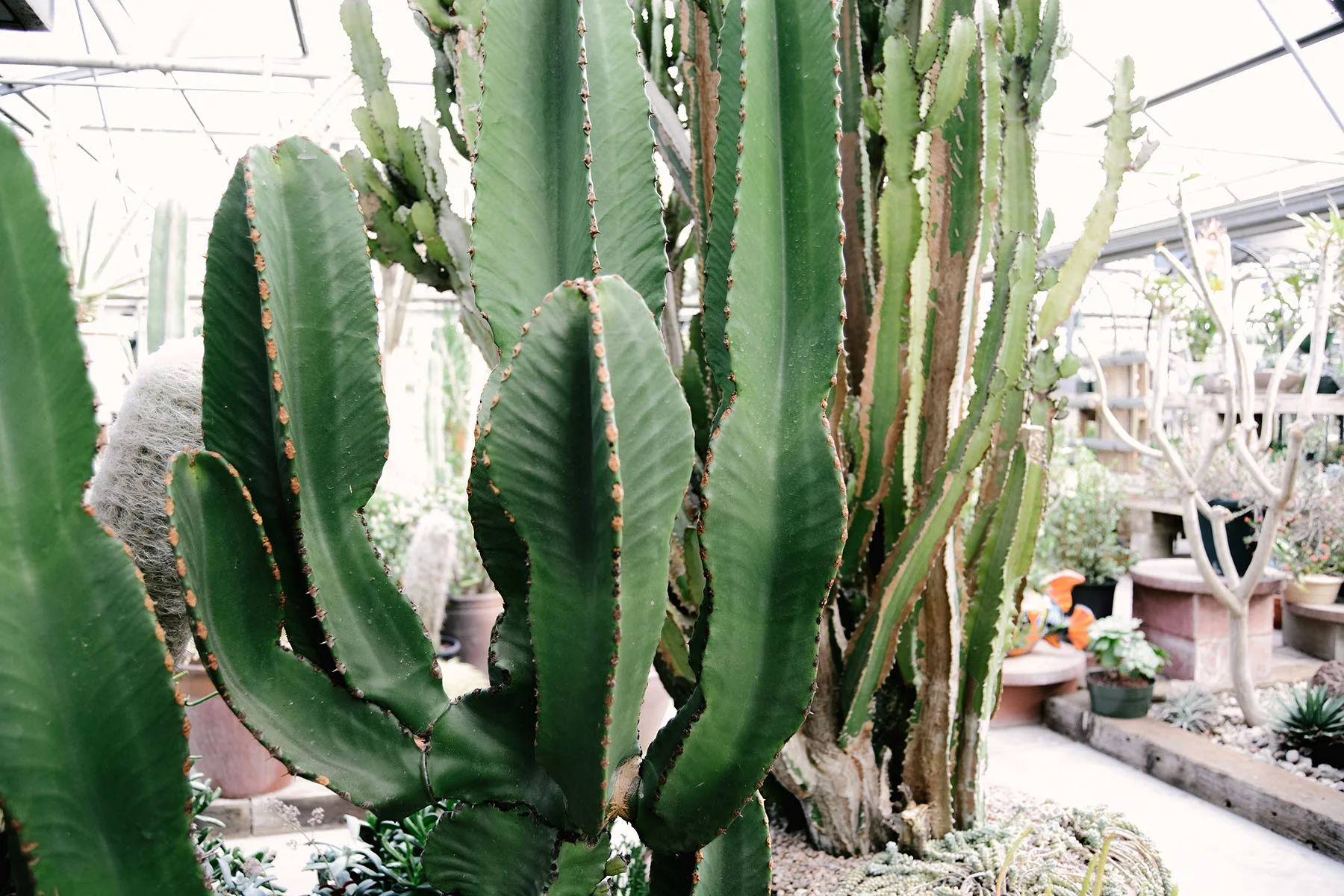 cactus-1-sm.jpg
