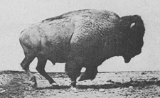 buffalo.gif
