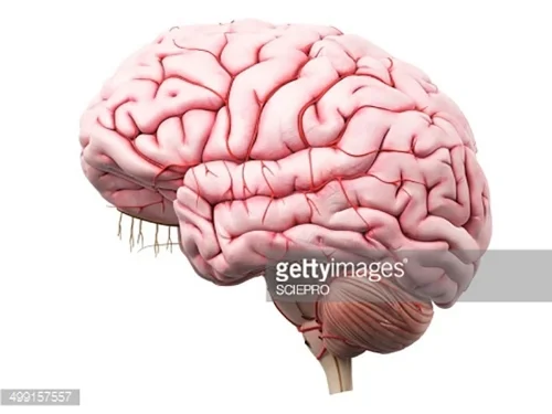 Peter Hancock, a professor of psychology at the University of Central Florida discusses the connection between what one sees and the functions of the brain: “All of reality occurs inside the brain. And so, something that occurs inside the brain whet…